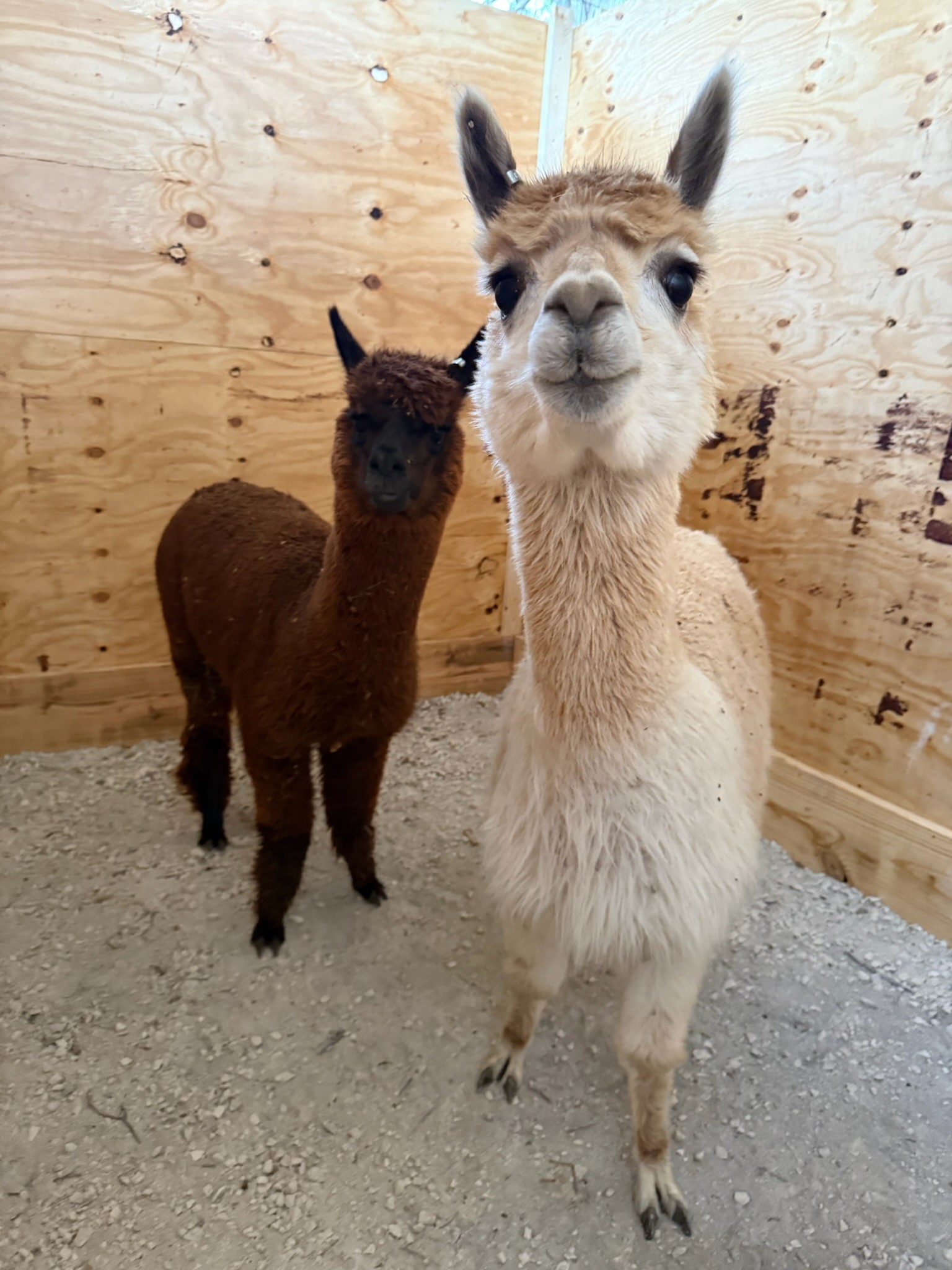 Crockett and Tubs — 3-Wire Ranch alpacas