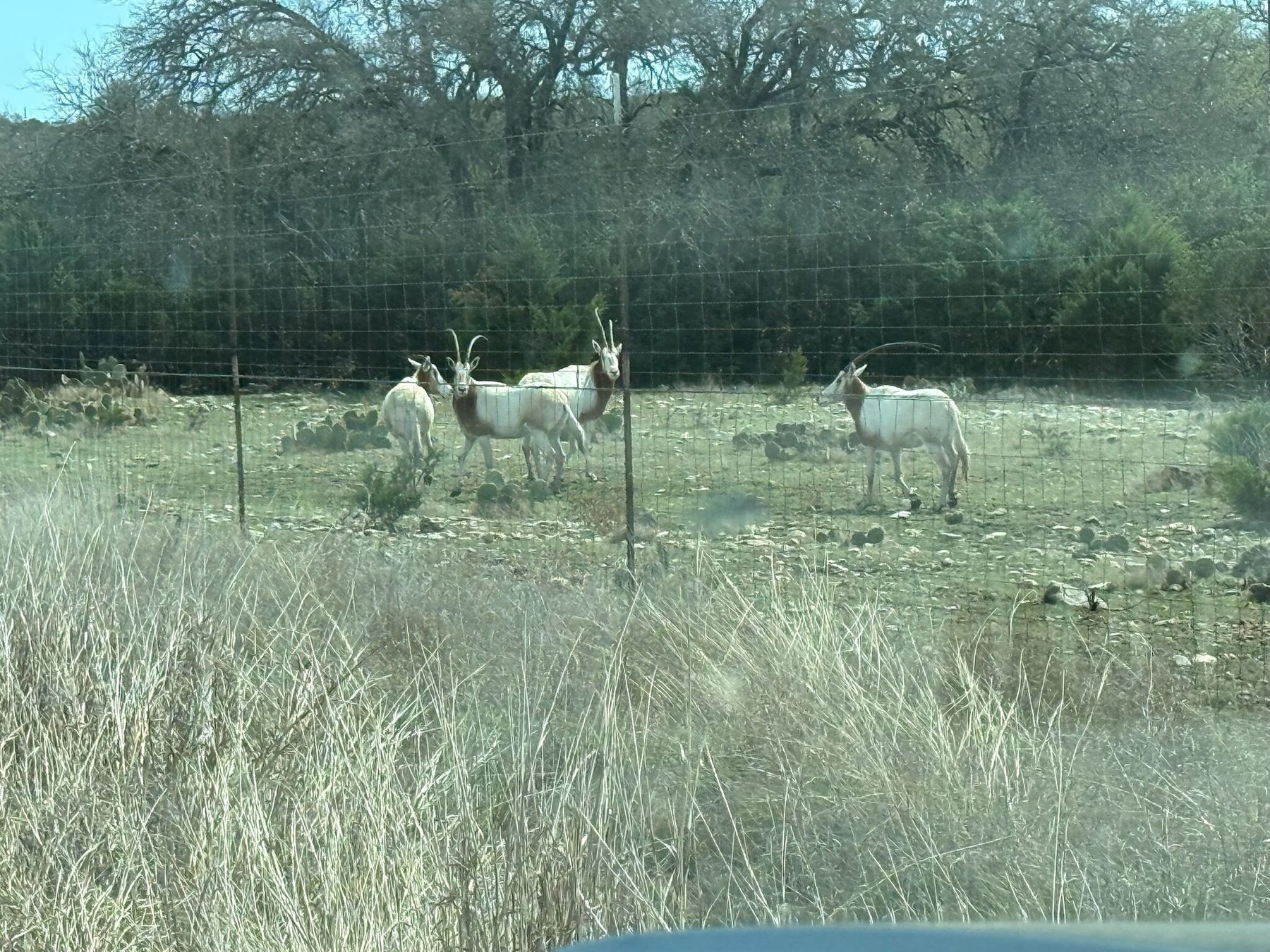 Scimitar oryx at 3-Wire Ranch, Texas Hill Country