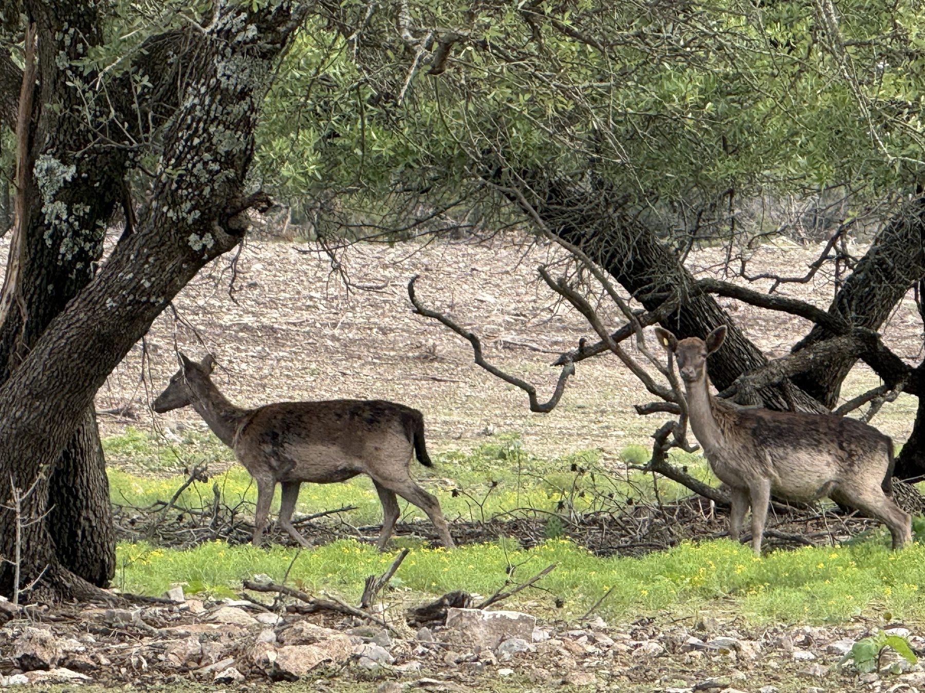 Animal pen at 3-Wire Ranch