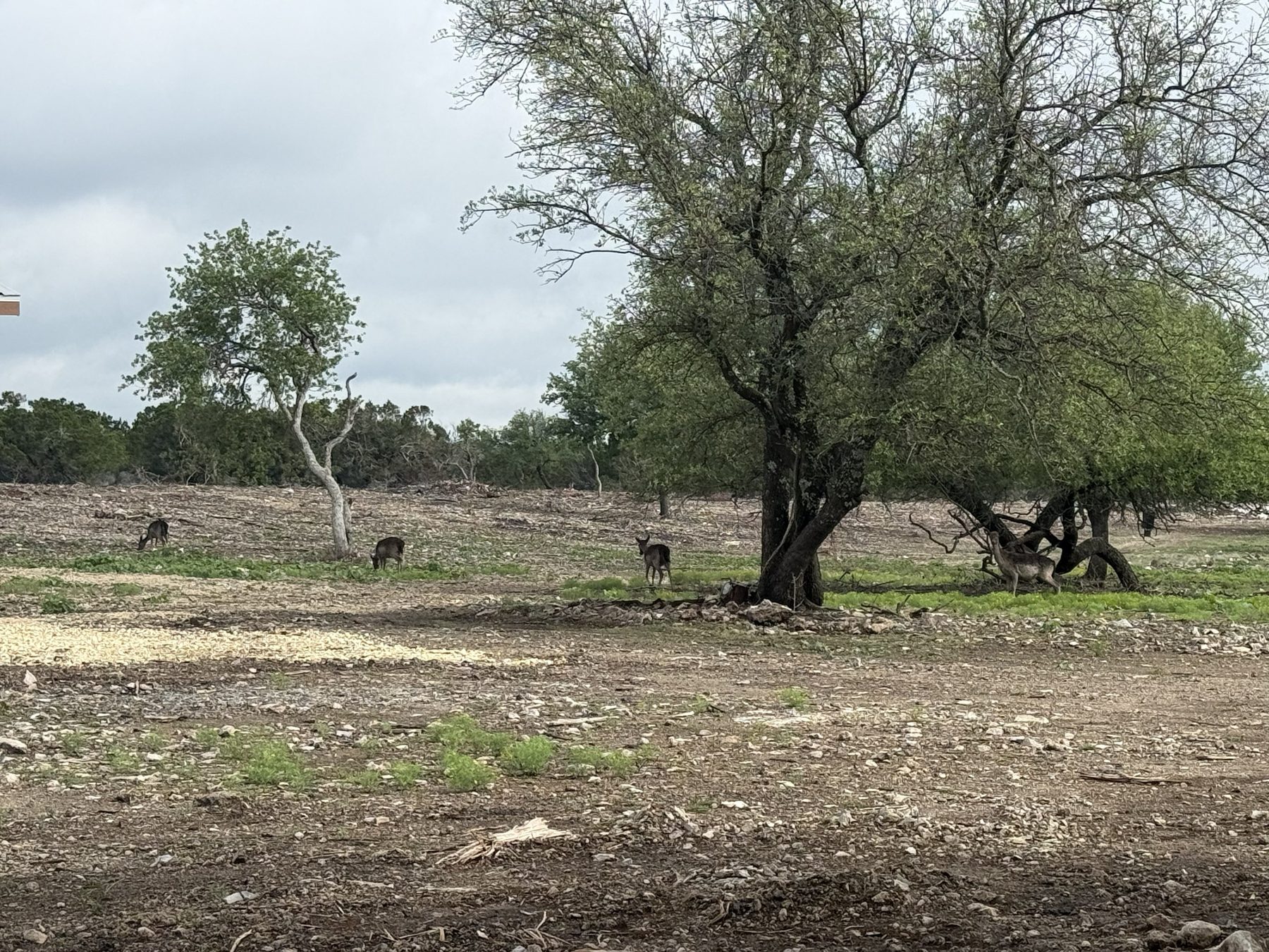 Main ranch grounds at 3-Wire Ranch